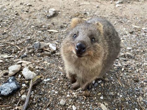 quocka|quokka meaning.